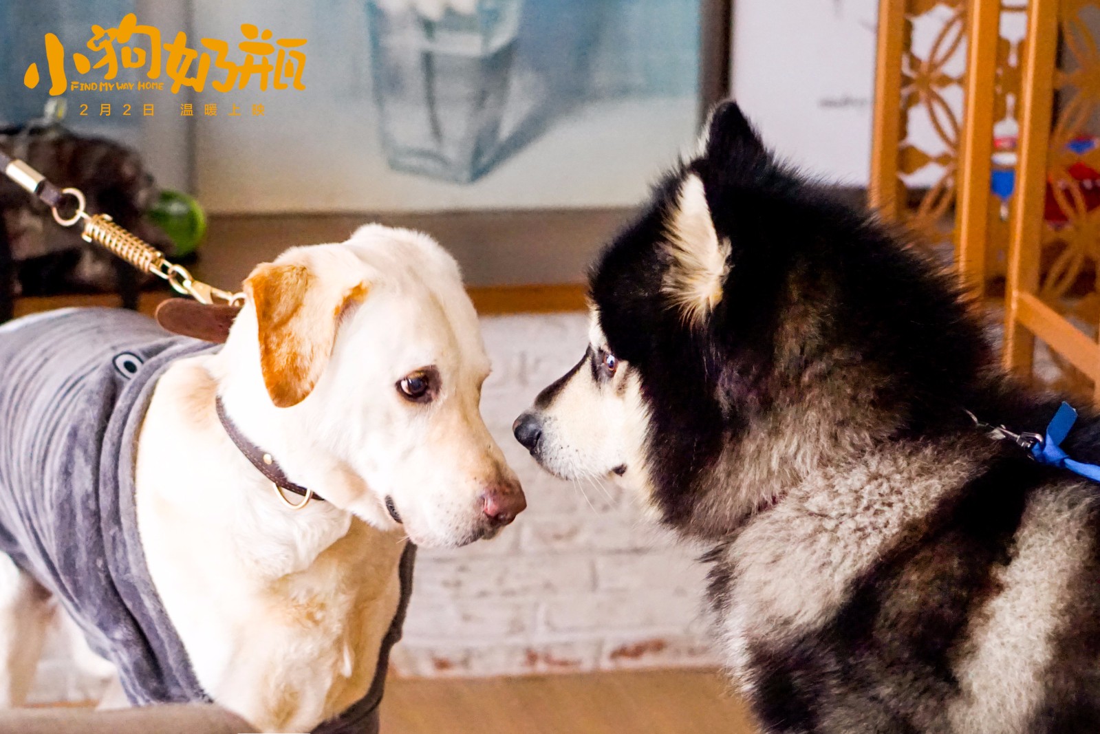 1516269426607765.jpg 馬達(dá)看著奶瓶.jpg